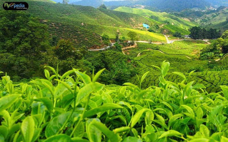 Assam-Tea-Plantations