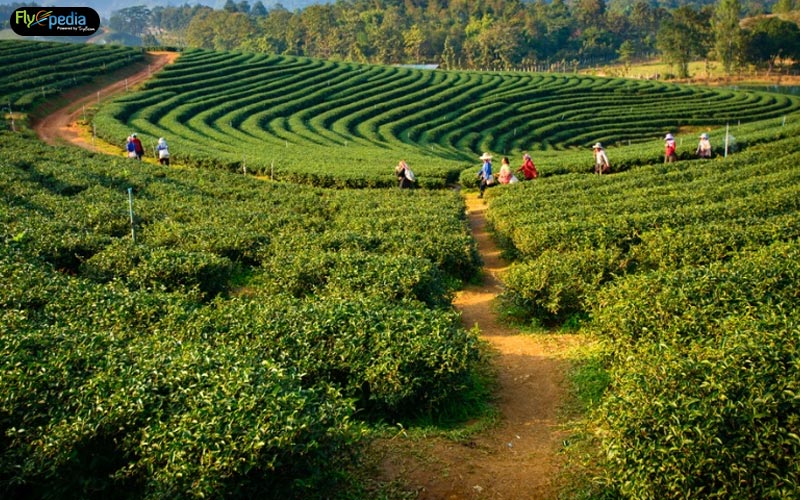 Darang-Tea-estate