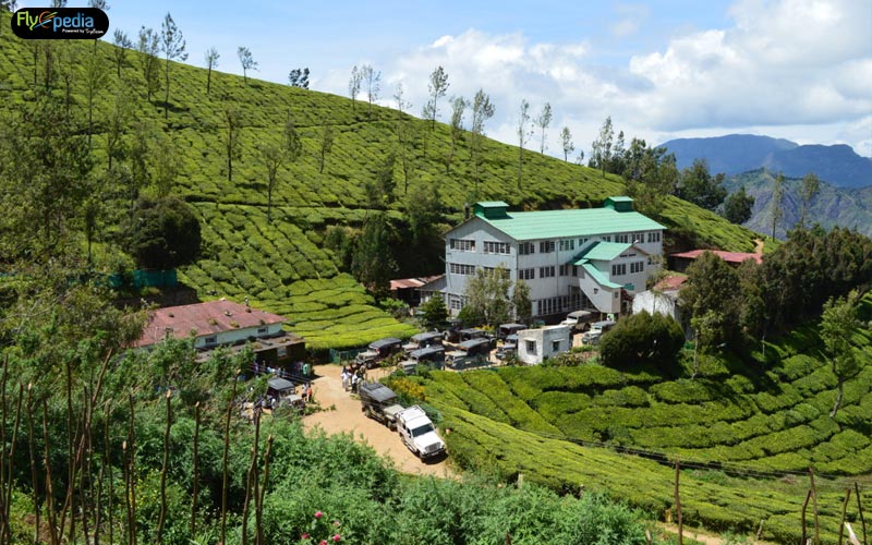 Kolukkumalai-Tea-Plantations,-Tamil-Nadu