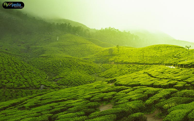 Munnar-Tea-Plantations--Kerala