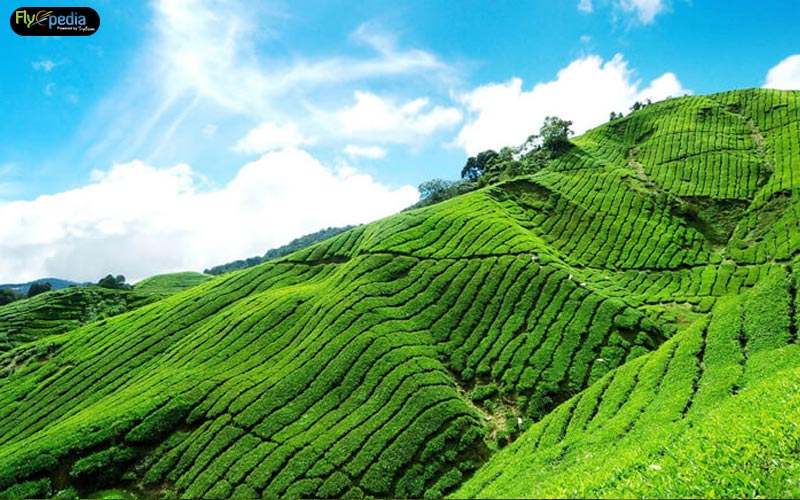 Nilgiri-Tea-Plantations,-Tamil-Nadu