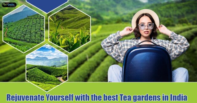 Rejuvenate-Yourself-with-the-best-Tea-gardens-in-India