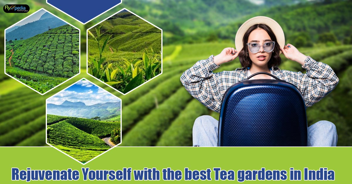 Rejuvenate Yourself with the best Tea Gardens in India