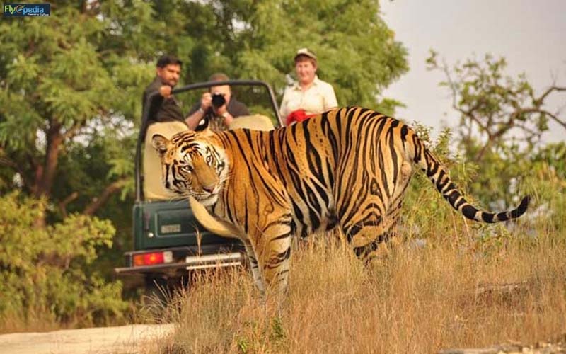 Jim Corbett Wildlife Safari @Uttarakhand