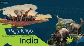 Wildlife Lovers Will Love These National Parks In India