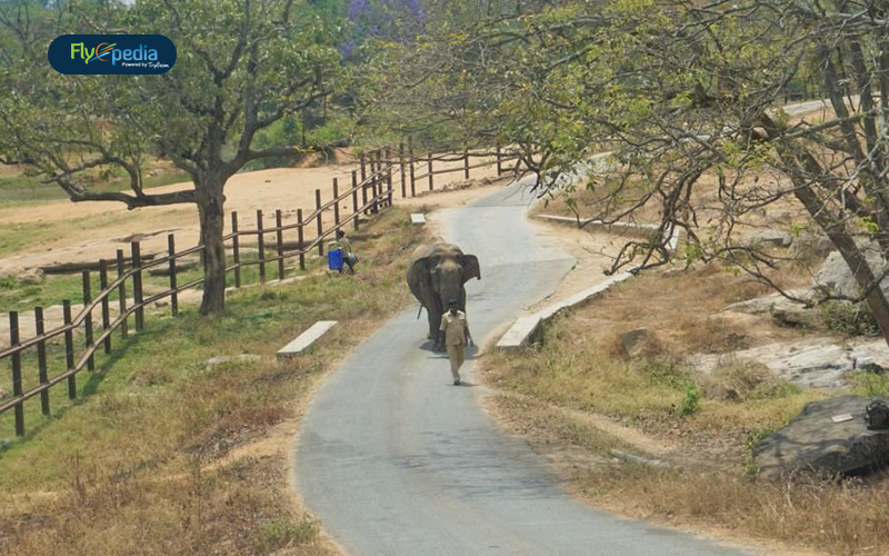 Bannerghatta Biological Park Karnataka