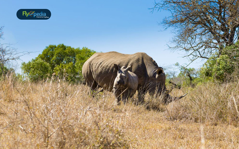 Spot One Horned Rhino Spotting in Kaziranga National Park