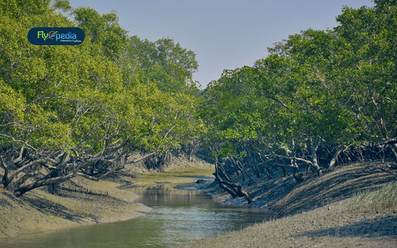 Sundarban Mangroves