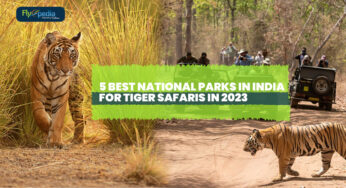 5 Best National Parks in India for Tiger Safaris in 2023