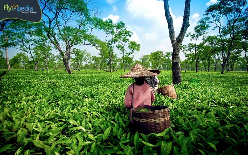 Tea Plantations of Darjeeling and Assam