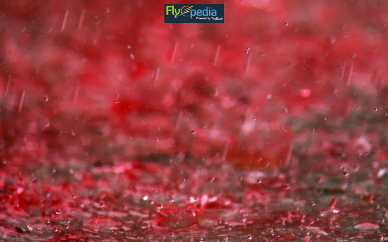 The Ruby Red Rainfall at Idukki Kerala
