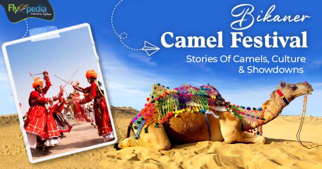 Bikaner Camel Festival Stories Of Camels Culture & Showdowns