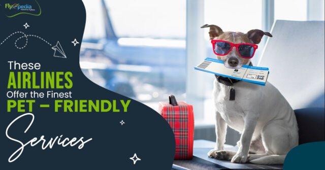 These Airlines Offer the Finest Pet – Friendly Services